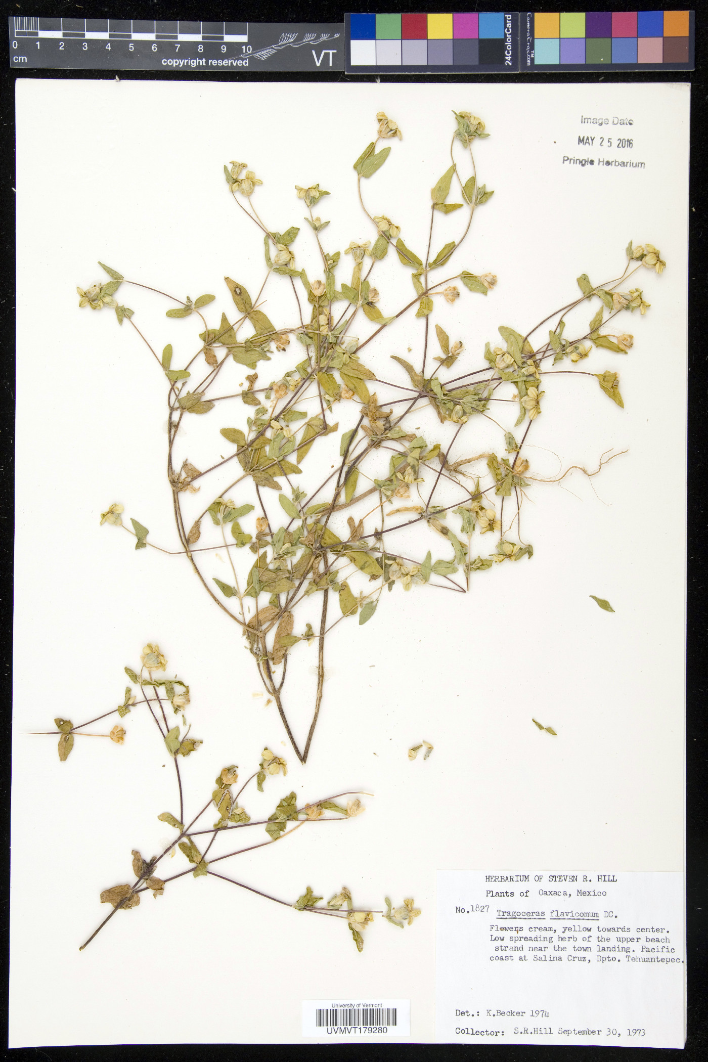 Zinnia flavicoma image