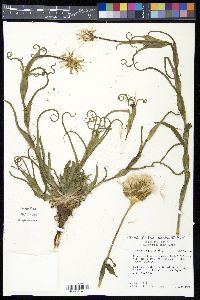 Tragopogon pratensis image