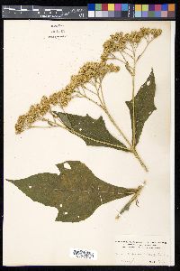 Verbesina diversifolia image