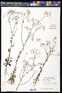 Vernonia cinerea image