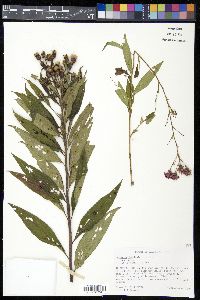 Vernonia fasciculata image