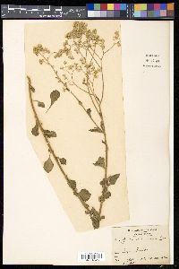 Vernonia cinerea image