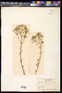 Vernonia cinerea image