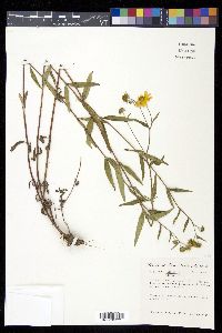 Heliomeris multiflora image