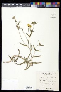 Heliomeris multiflora image