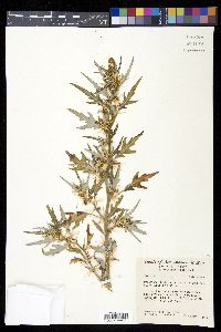 Xanthium spinosum image