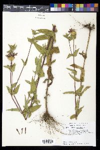Zinnia peruviana image
