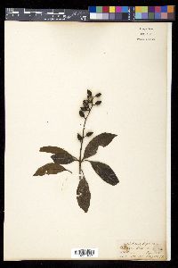Media resource of Polyosma wallichii