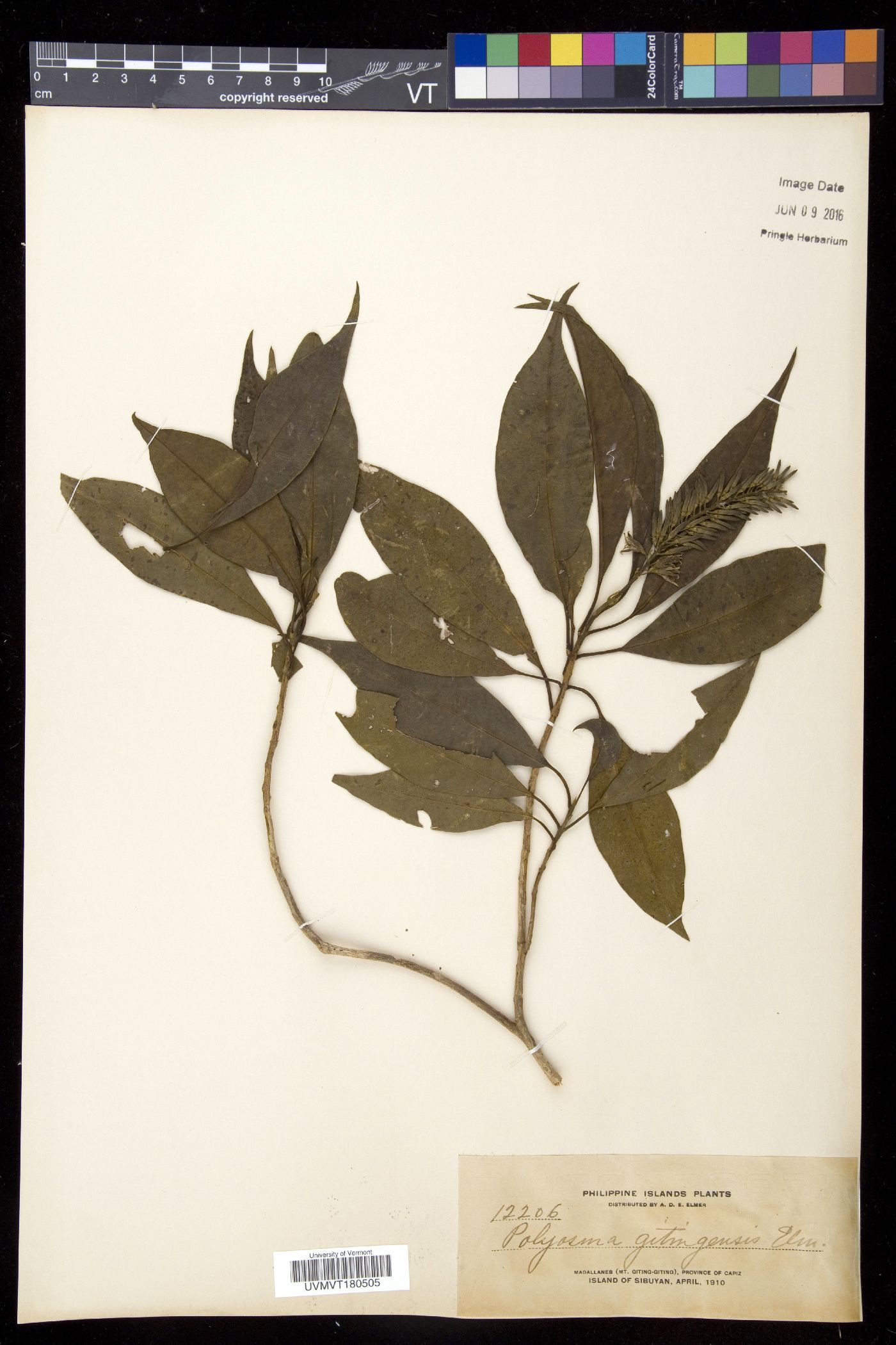 Polyosma gitingensis image