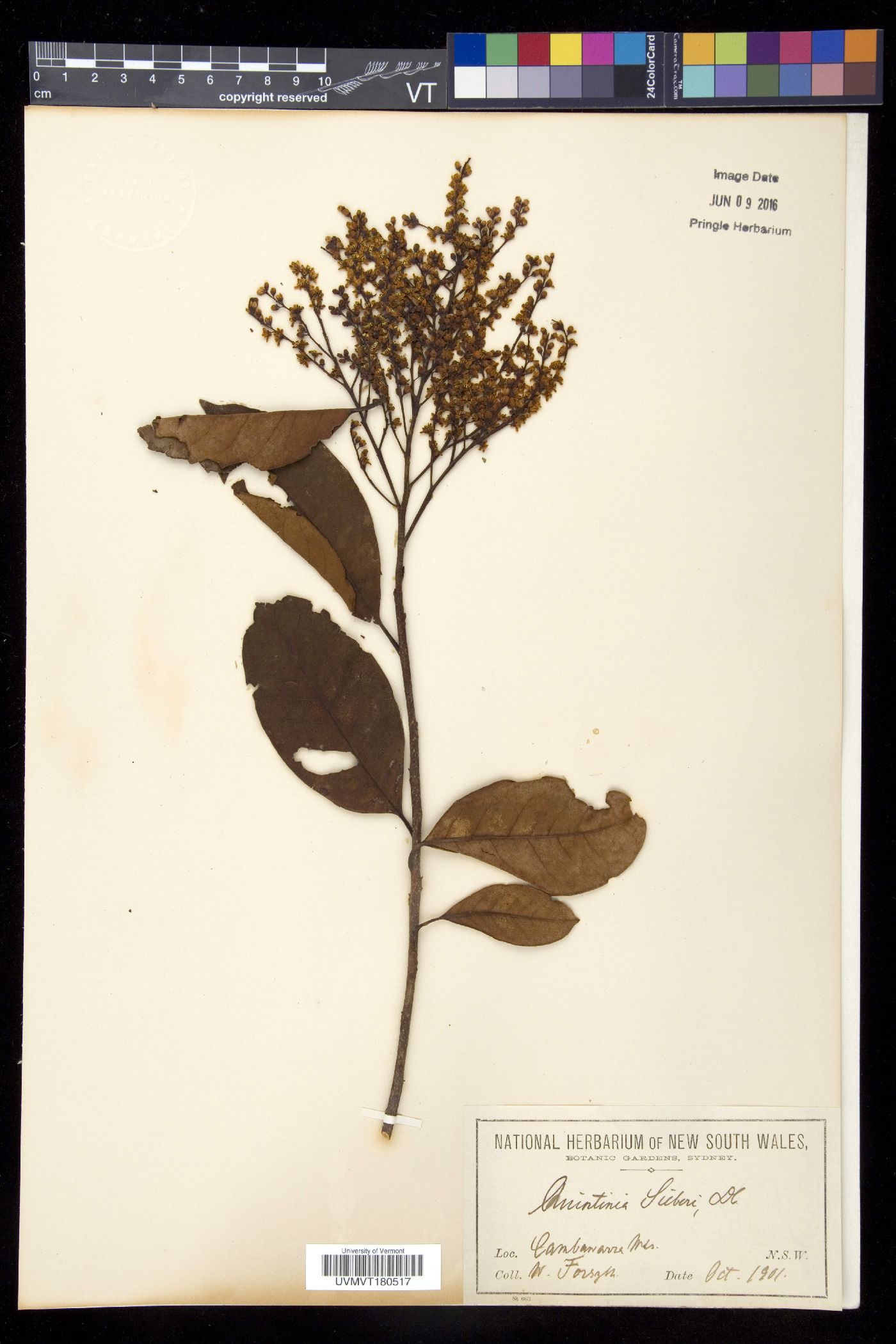 Paracryphiaceae image