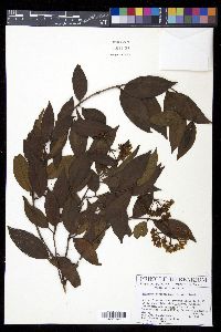 Viburnum costaricanum image
