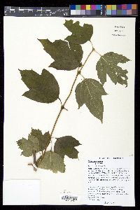 Viburnum opulus image