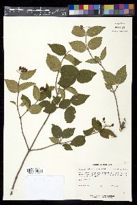 Viburnum rafinesqueanum image