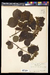Viburnum dilatatum image