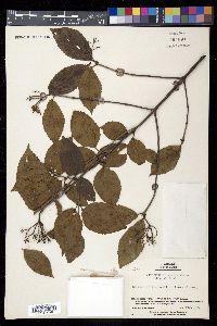 Viburnum dilatatum image