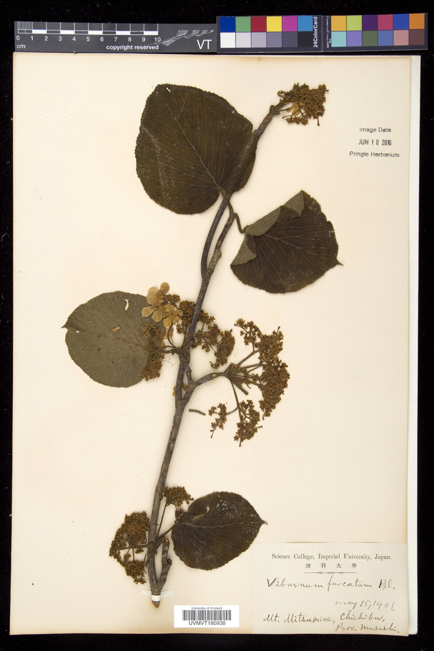 Viburnum furcatum image