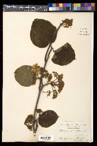 Viburnum furcatum image