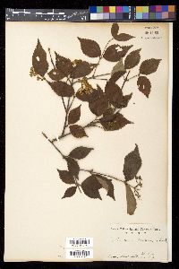Viburnum erosum image