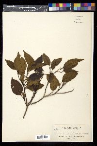 Viburnum propinquum image