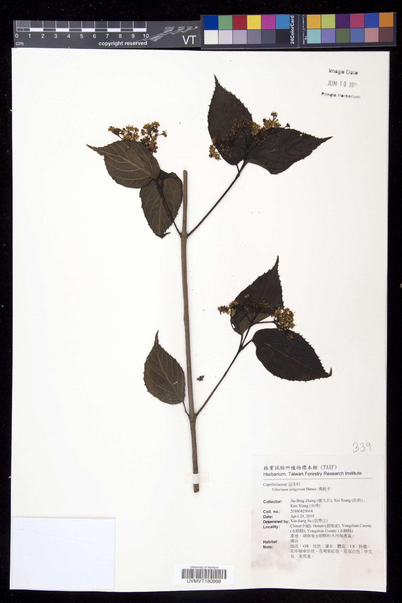 Viburnum setigerum image