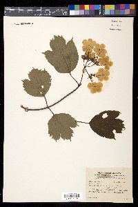 Viburnum sargentii image