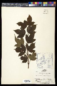 Viburnum sargentii image