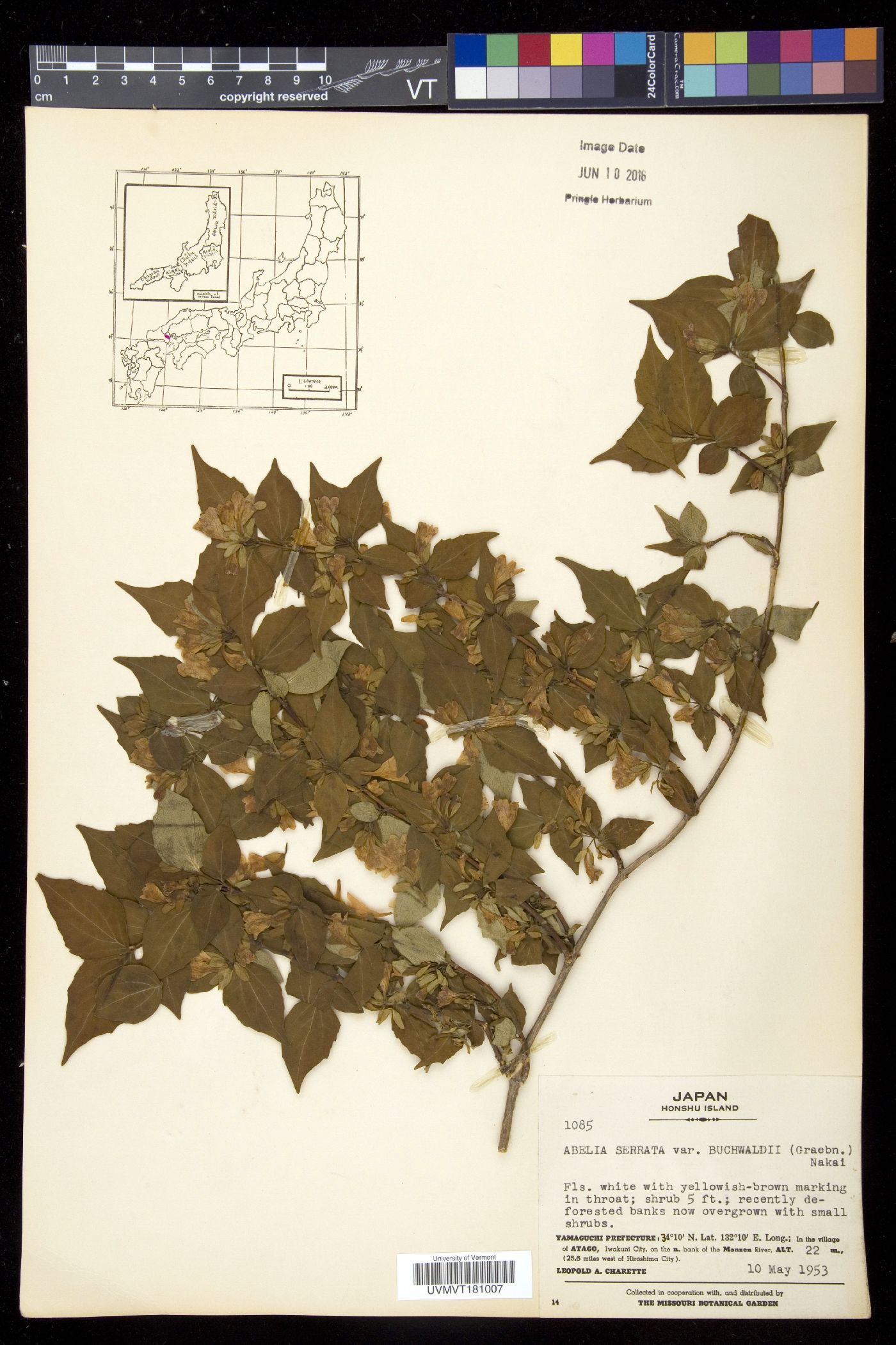 Diabelia serrata image