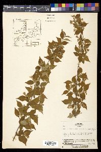 Diabelia serrata image