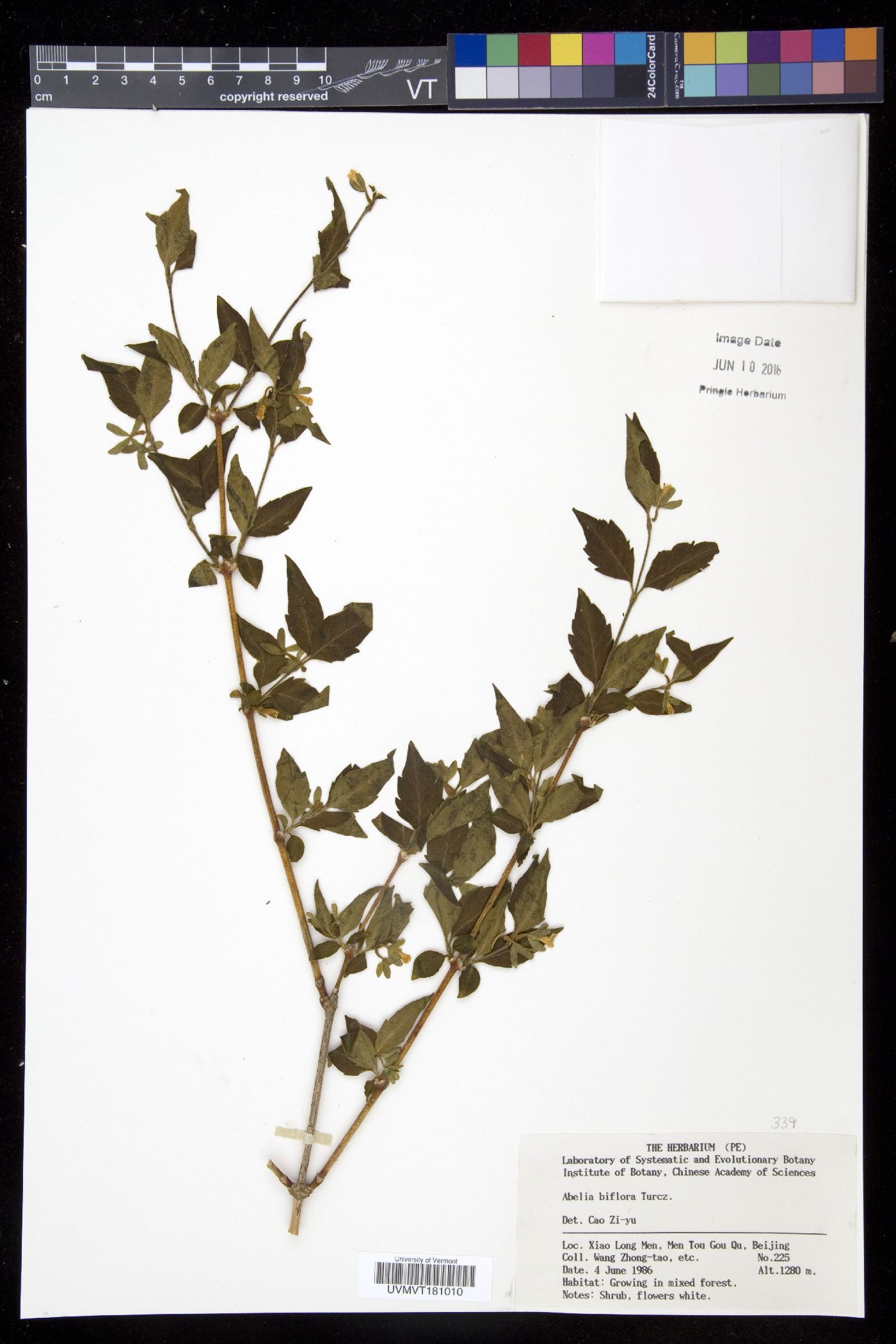 Abelia biflora image