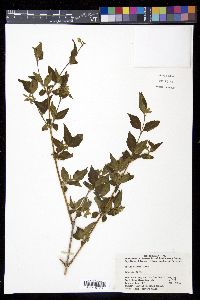 Abelia biflora image