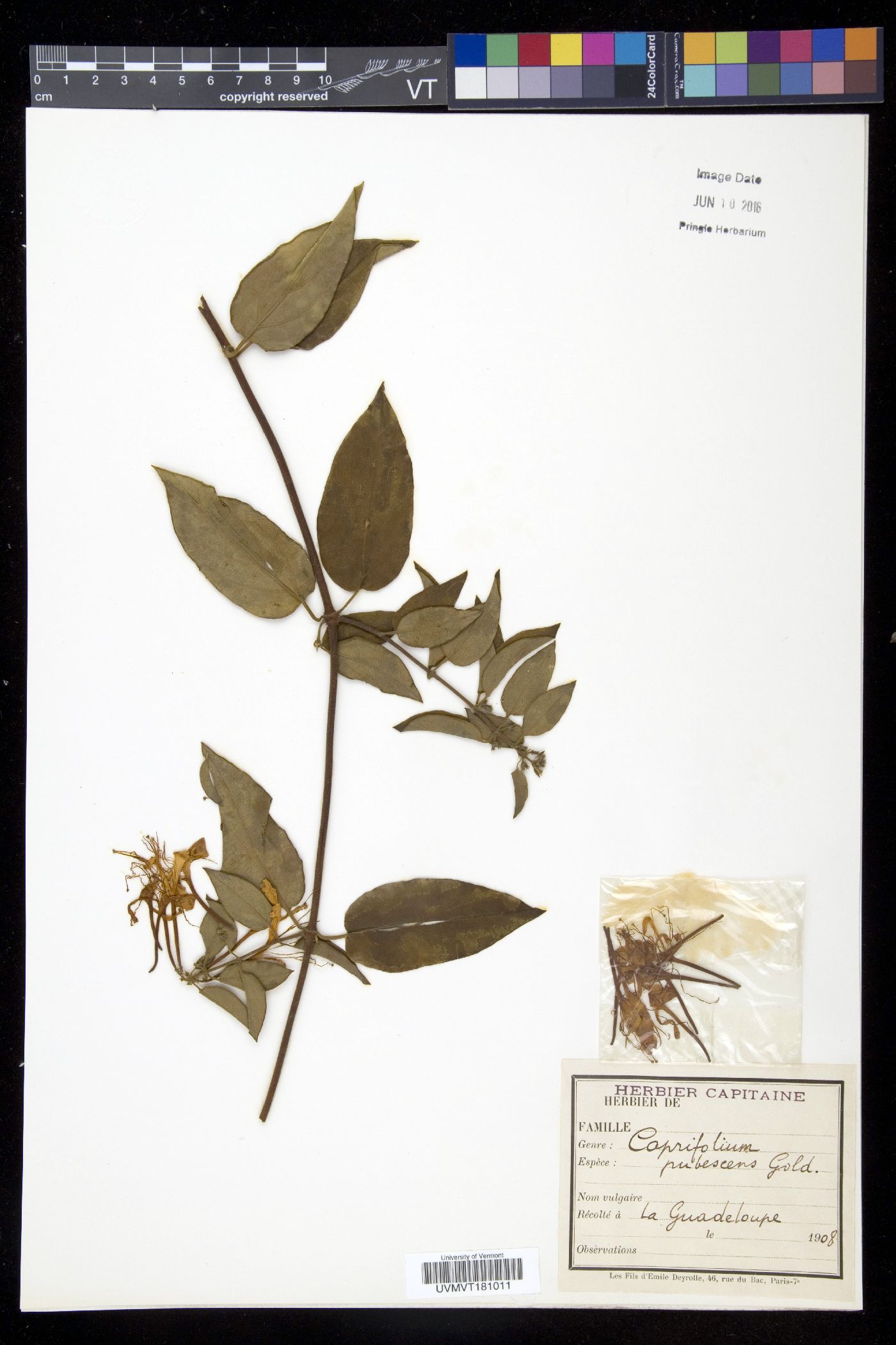 Caprifolium image