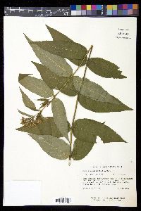 Diervilla sessilifolia image