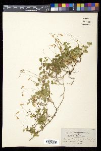 Linnaea borealis image