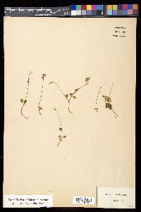 Linnaea borealis subsp. borealis image