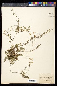 Linnaea borealis image