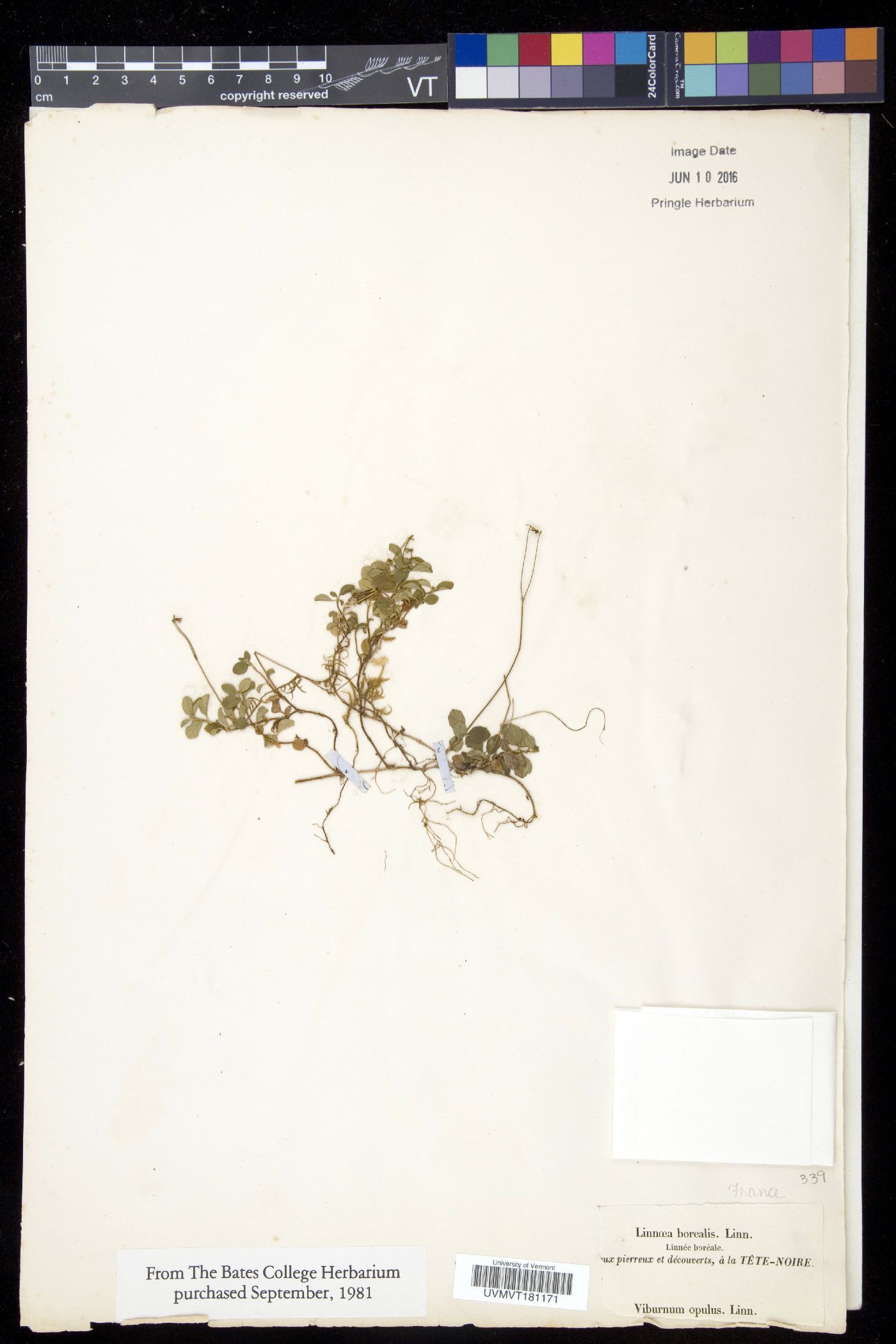 Linnaea borealis subsp. borealis image