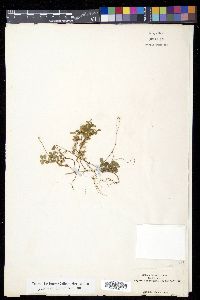 Linnaea borealis image