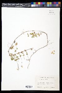 Linnaea borealis subsp. borealis image