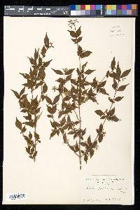 Diabelia serrata image