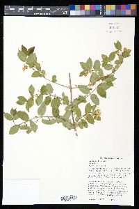 Lonicera × bella image
