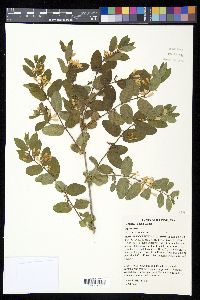 Lonicera × bella image