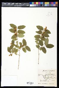 Lonicera × bella image