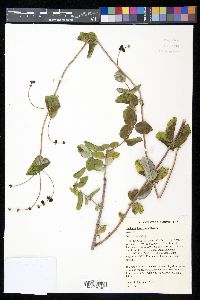 Lonicera interrupta image