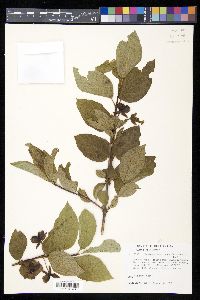 Lonicera involucrata image