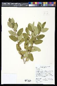 Lonicera x muendeniensis image