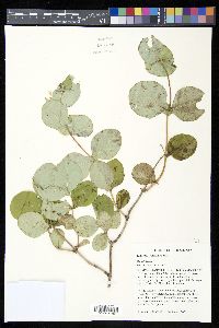 Lonicera reticulata image