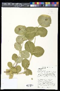 Lonicera reticulata image