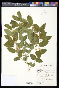 Lonicera tatarica image
