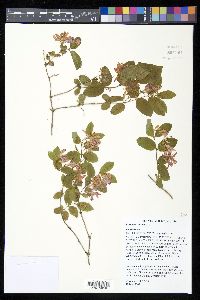 Lonicera tatarica image