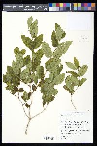 Lonicera tatarica image